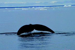 whale tail
