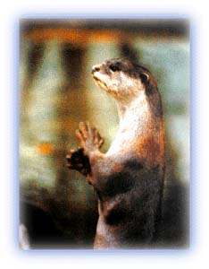 Indian Otter. Credit: Discover India