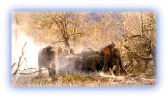 Elephants have a sizable population at Corbett. Credit: Discover India