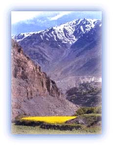 A mustard field stands out in the otherwise bleak landscape. Credit: Discover India