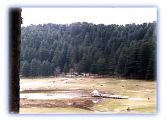 Khajjiar, with its 'lake', lovely turf and deodar forests. Credit: Debangsu Sengupta