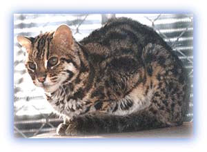 Leopard Cat. Credit: HDW Inc.