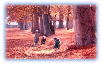Autumn in Kashmir. Credit: KOA