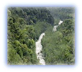 Rain forests in Arunachal. Credit : Karamjeet Singh