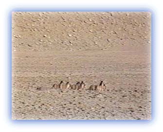 Kiang in the distance. Credit: Karamjeet Singh