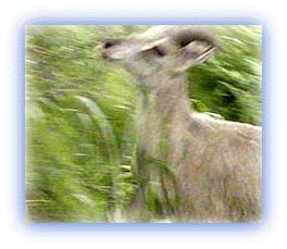 Fleet-footed Bharal, the Himalayan Blue Sheep. Credit: Karamjeet Singh