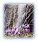 Sikkimese Primulas