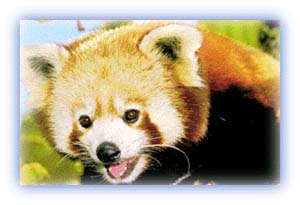 Red Panda. Credit: Mahabir Pun