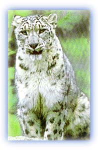 Snow leopard - watchful eyes. Credit: Mahabir Pun