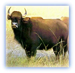Wild Water Buffalo - an endangered species. Credit: Mahabir Pun