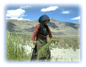 Harvesting in the Tibetan river valleys. Credit: Matjaz Vrecko