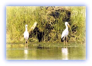 Storks. Credit: Rajesh Shrestha