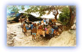 Mules resting at Ghangria. Credit: Raj Shirole