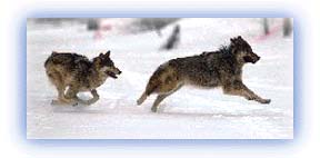 Tibetan Wolf. Credit: Unknown