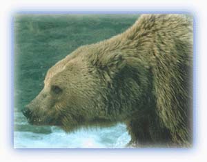Brown Bear. Credit: Unknown