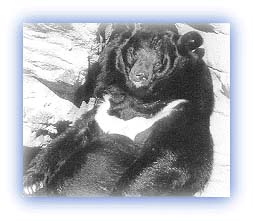 Black Bear. Credit: World Society for the Protection of Animals
