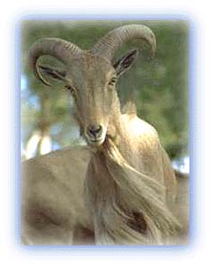 Ibex. Credit: Unknown