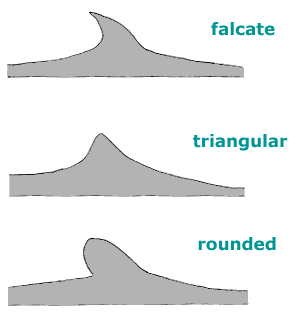 Different Types of Dorsal Fin