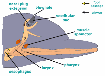 The Respiratory Tract
