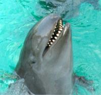 A False Killer Whale