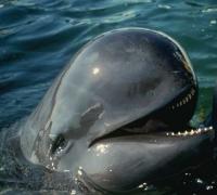 A Pilot Whale