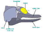 Internal Structure of the Head