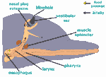 The Respiratory Tract