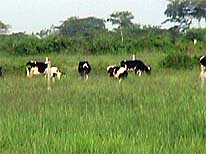 ltcows
