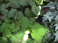 Plants in the Greenhouse