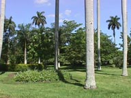Many Royal Palms
