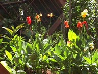 Red and Yellow Flowers