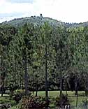 pinetrees