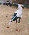 SECRN BIRD.jpg (9124 bytes)