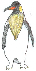 Drawing of a King penguin