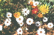 [flowers]