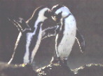 [Penguins]