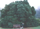 [tree]