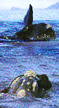 Southern Right Whale