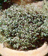 Buchu plant