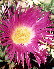 [Medicinal Plants]