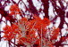 [Trees]