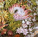 [Fynbos]