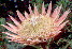 [Protea]