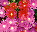 [Wildflowers]