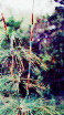 [Reeds]