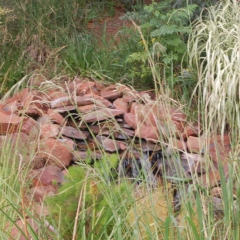 2010.12.09.Staff Xmas Party 100