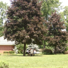 NiagaraOnLakePicnic2