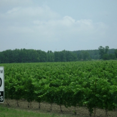 NiagaraOnLakeWinery