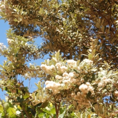 2010.10.Cape Town 047